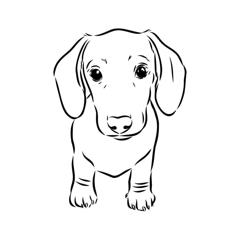 desenho vetorial de dachshund vetor