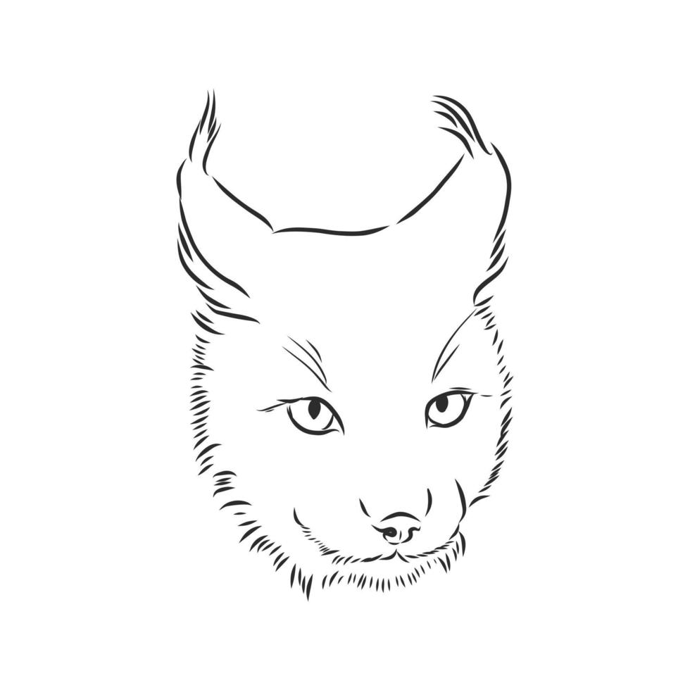 desenho vetorial de lince vetor