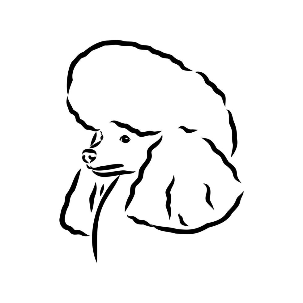 desenho vetorial de cachorro poodle vetor