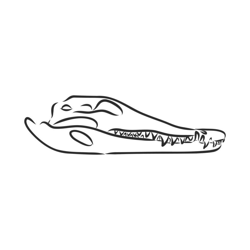 desenho vetorial de esqueleto de dinossauro vetor