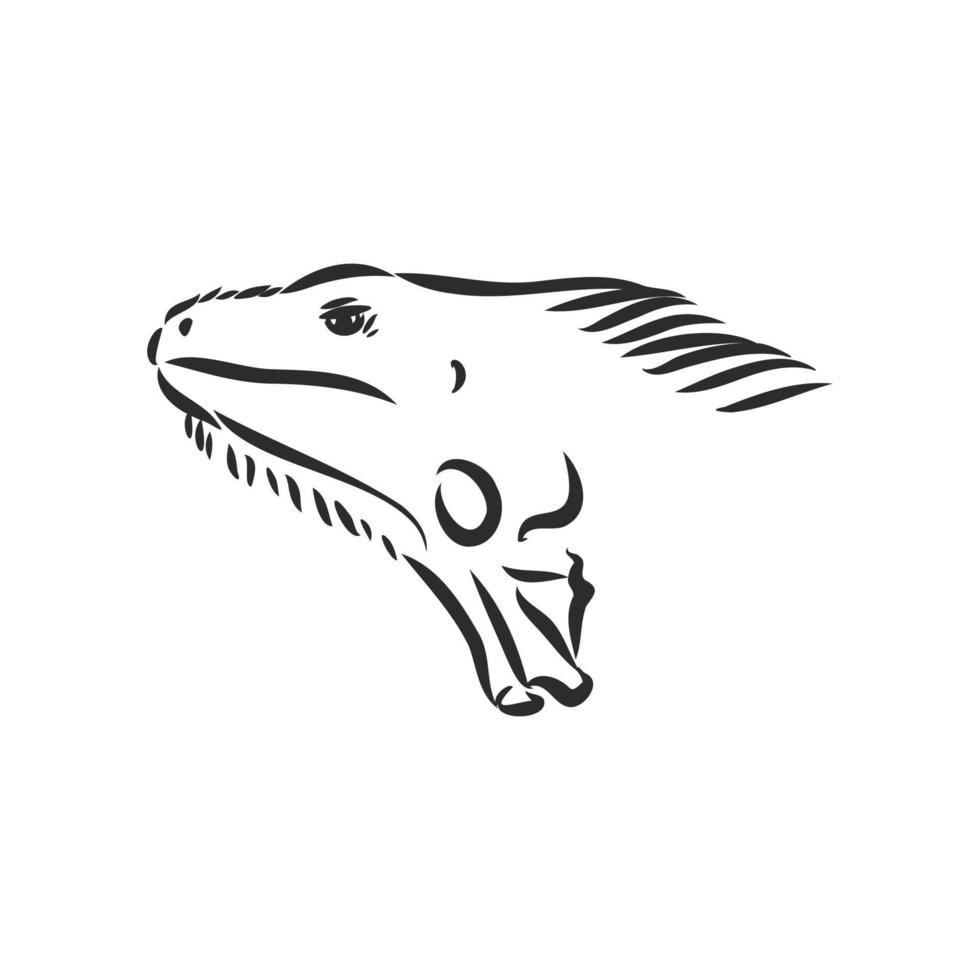 desenho vetorial de iguana vetor