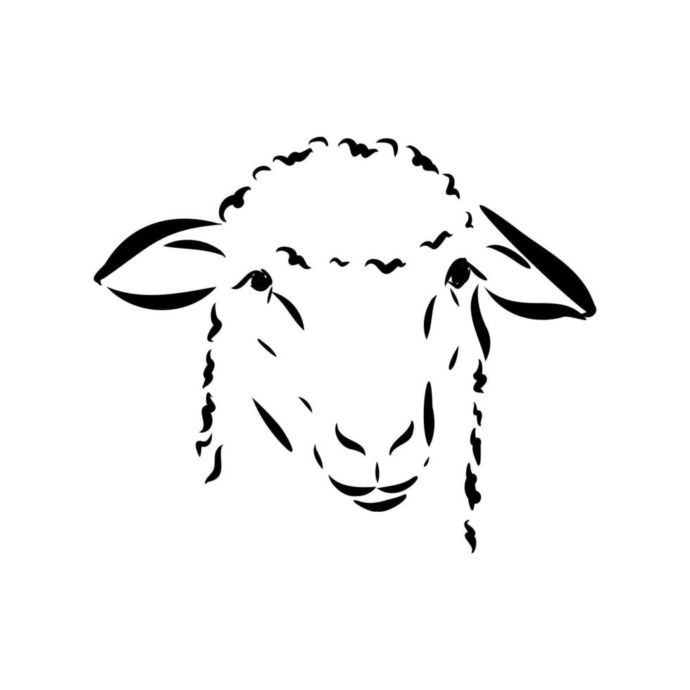 desenho vetorial de ovelhas vetor