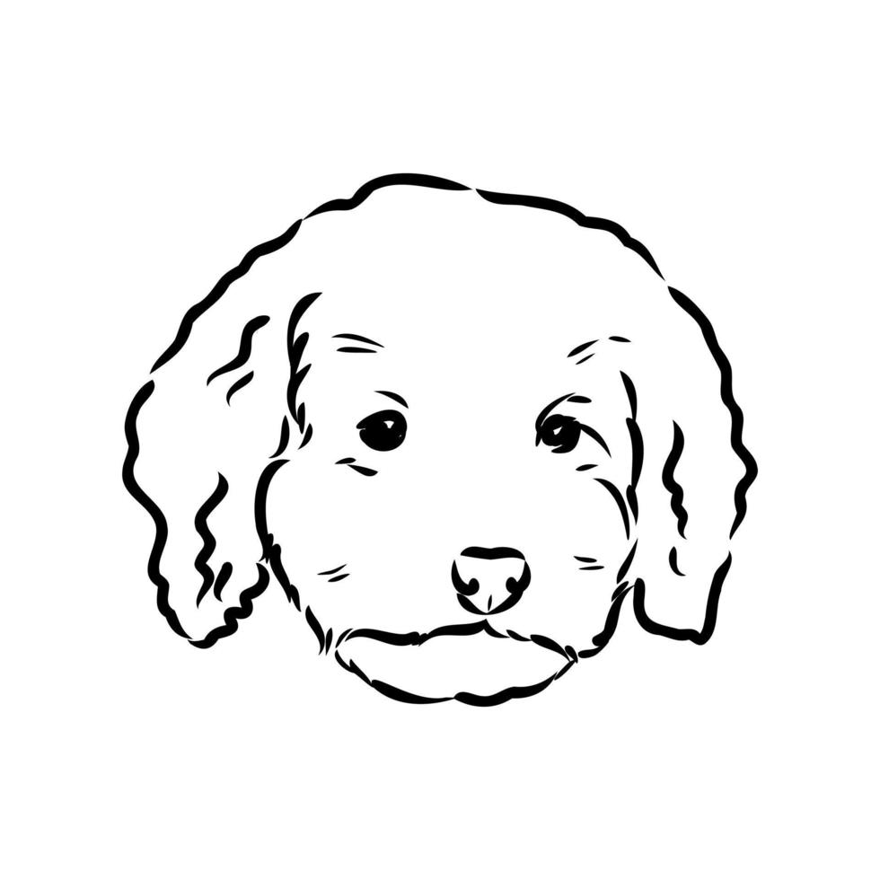 desenho vetorial de poodle australiano vetor