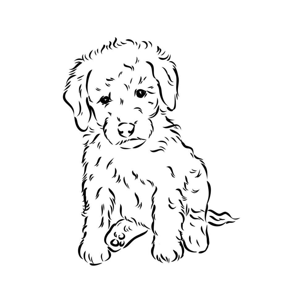 desenho vetorial de poodle australiano vetor