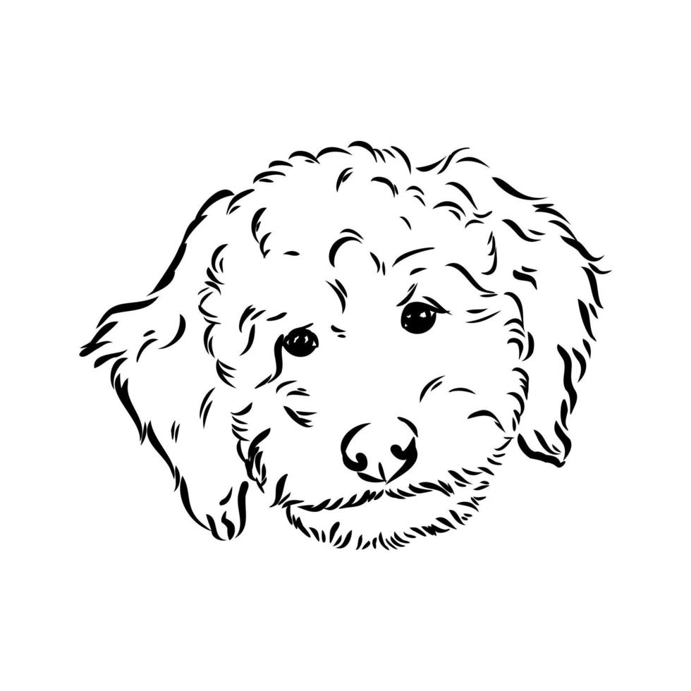 desenho vetorial de poodle australiano vetor