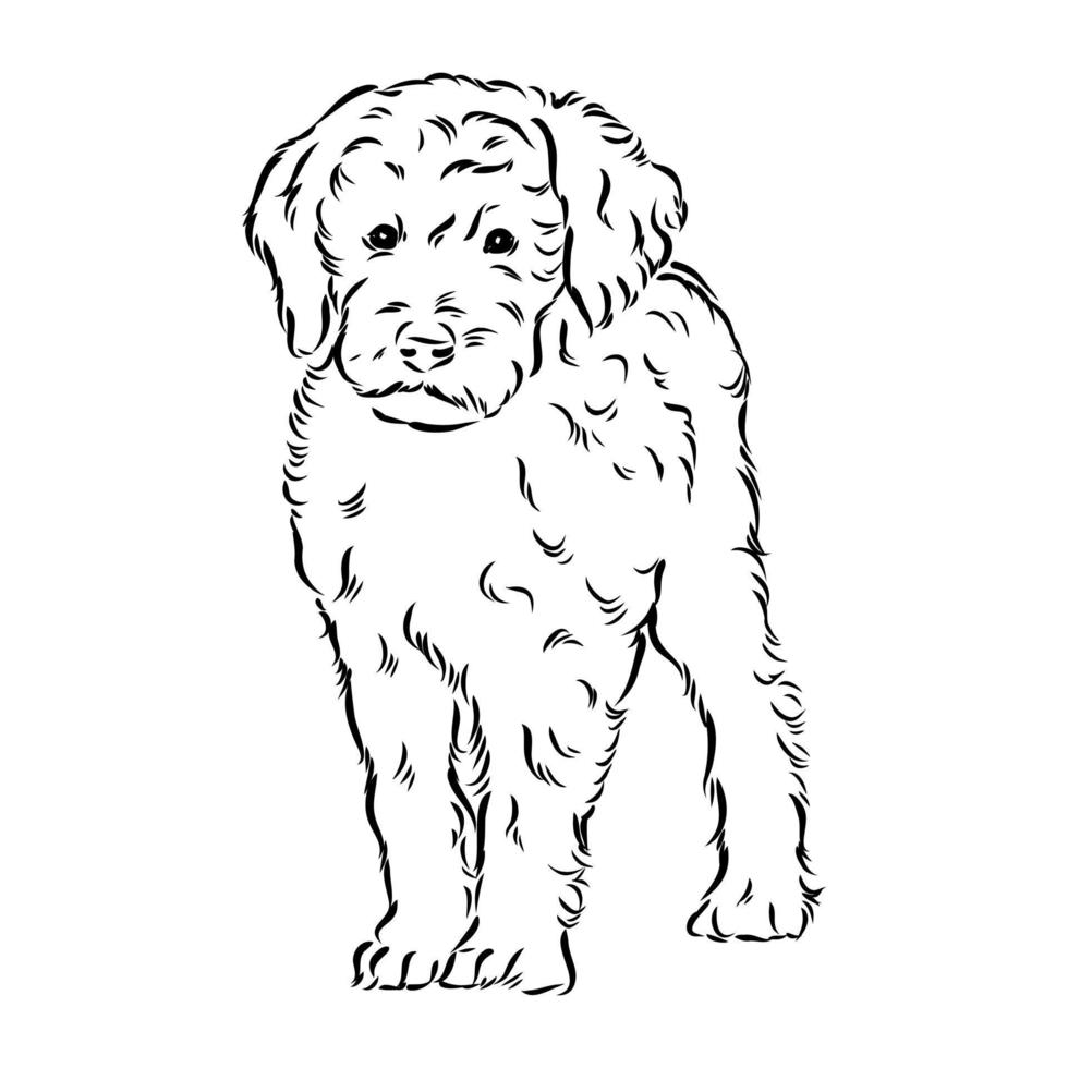 desenho vetorial de poodle australiano vetor