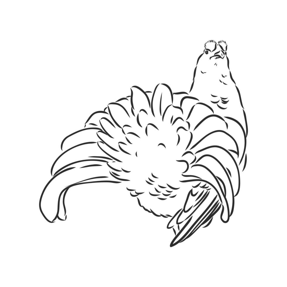 desenho vetorial de pássaro capercaillie vetor