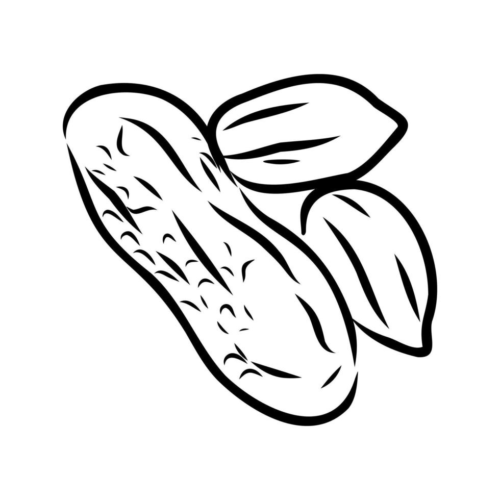 desenho vetorial de amendoim vetor