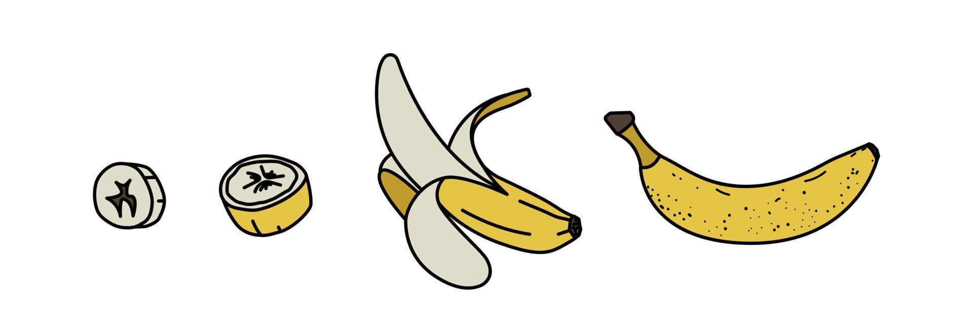 conjunto de bananas de esboço. cachos de frutas, banana meio descascada, aberta e cortada. estilo plano. ilustração vetorial em fundo branco vetor