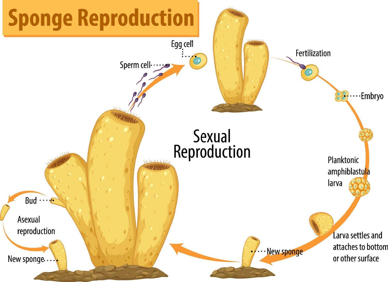 diagrama mostrando a reprodução da esponja vetor