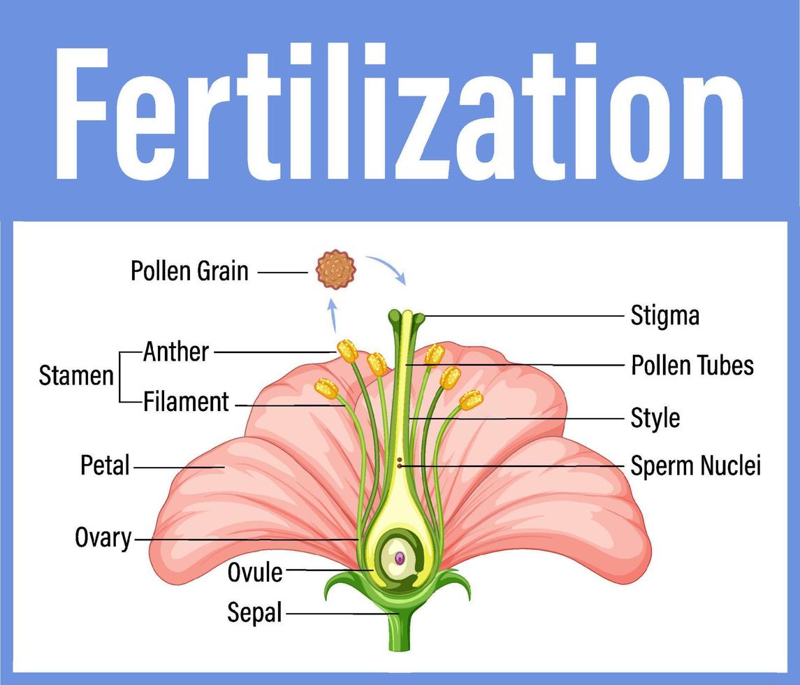diagrama mostrando a fertilização em flor vetor