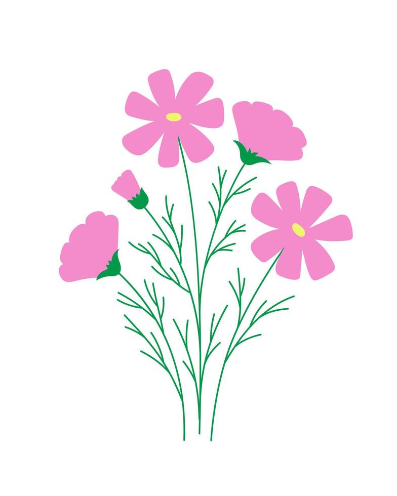 flor de cosmos rosa claro sobre fundo branco. ilustração floral rústica romântica. vetor