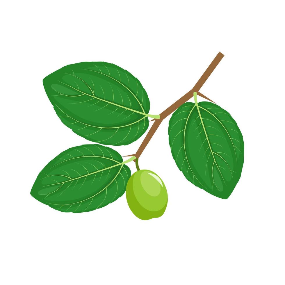 fruta jujuba ou ziziphus mauritiana, também conhecida como jujuba indiana, bidara ou maçã chinesa. ilustração vetorial. vetor