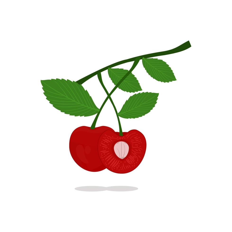 vetor de cerejas frescas é adequado para necessidades de design de base, capas de livros e vários designs com temas de frutas