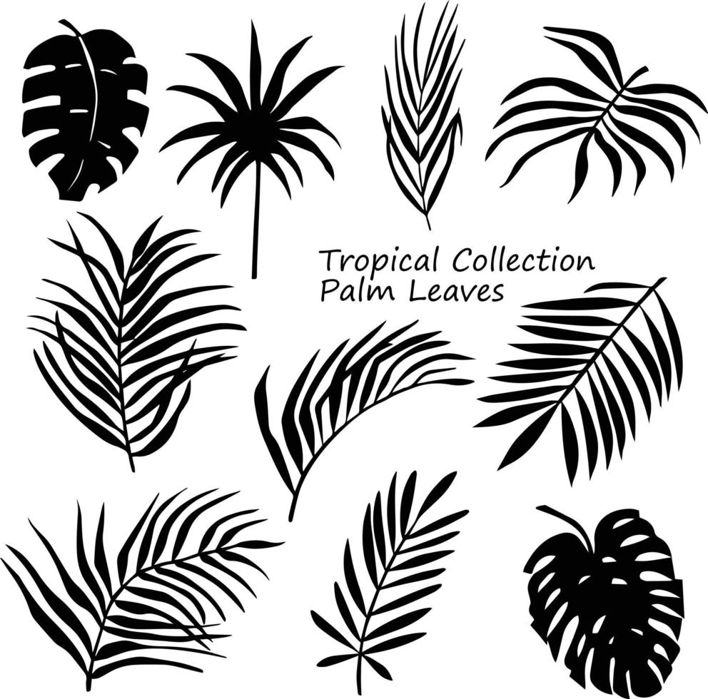 conjunto de folhas de palmeira. silhueta isolada no fundo branco. elementos naturais tropicais para o design vetor