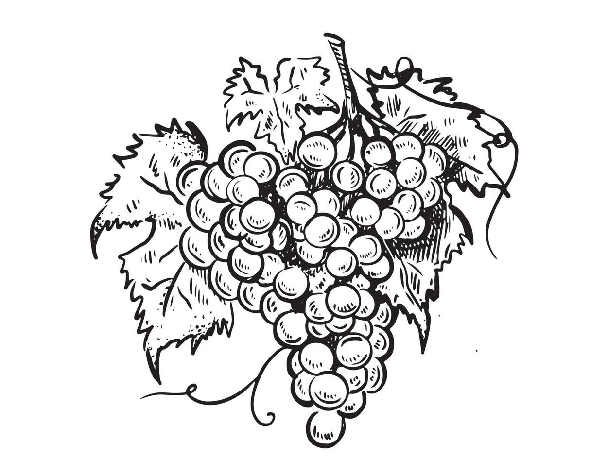ilustração gráfica de uva, estilo desenhado à mão. vetor. vetor