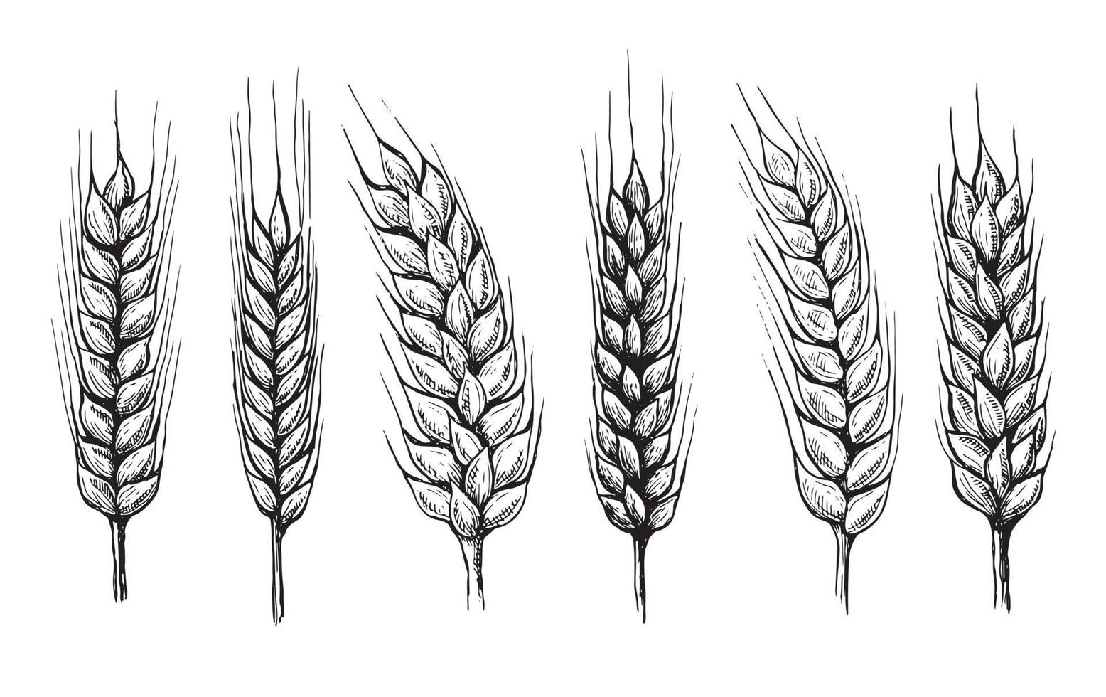 orelhas de pão de trigo mão desenhada ilustração vetorial. vetor