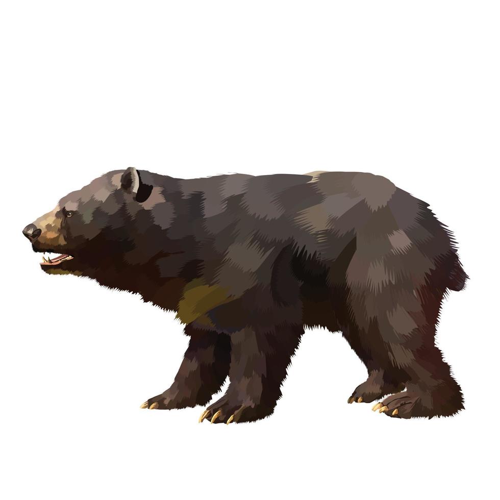 fundo branco de vetor de urso preto formosan