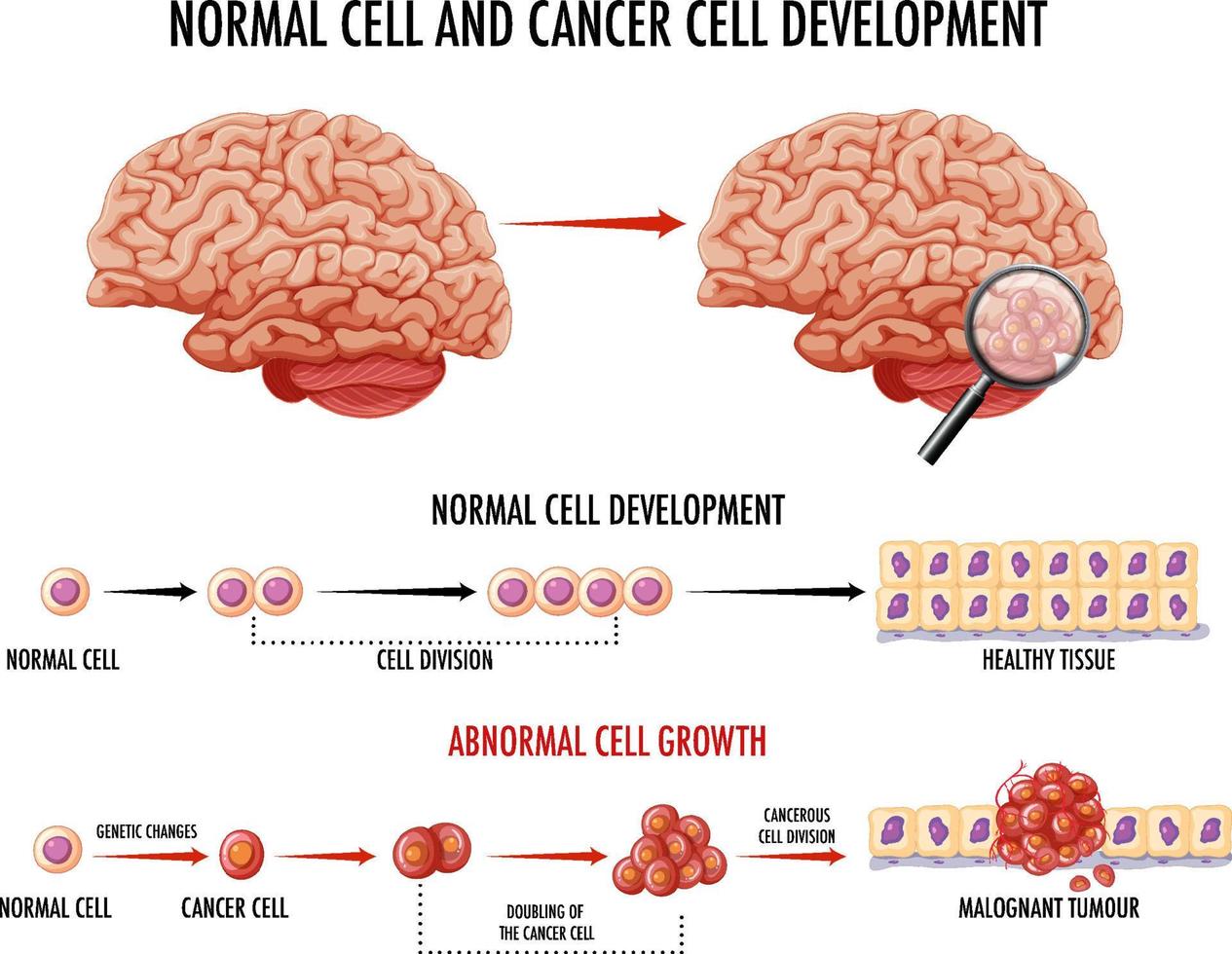 diagrama mostrando célula normal e célula cancerosa vetor