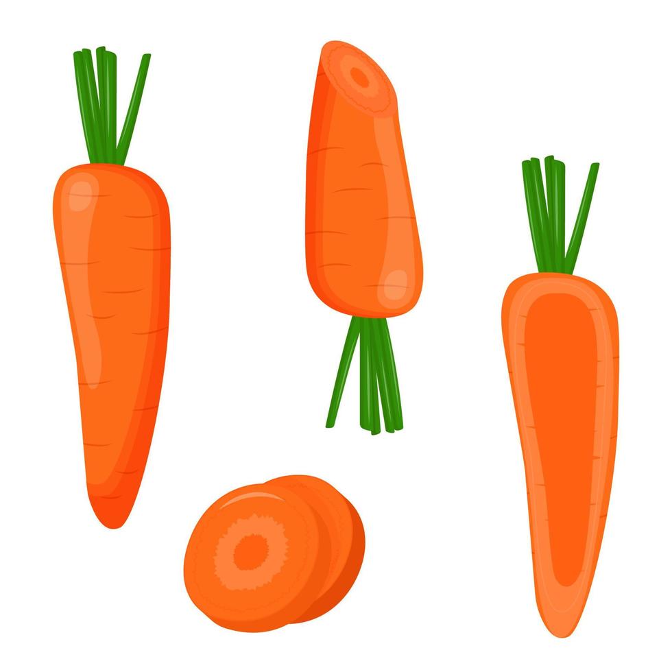 conjunto de cenouras isoladas no fundo branco. ilustração vetorial plana vetor