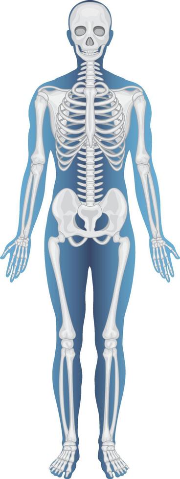 estrutura anatômica esqueleto humano vetor