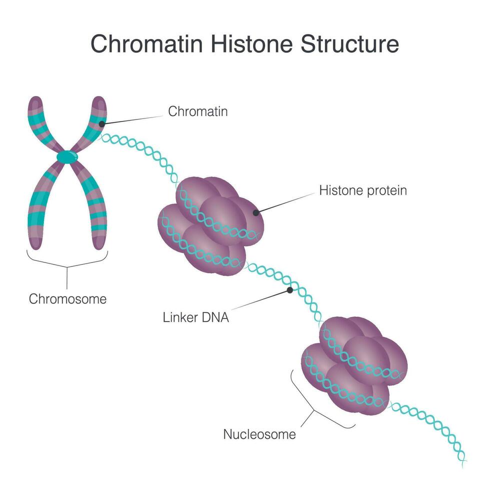 estrutura de histonas de cromatina vetor