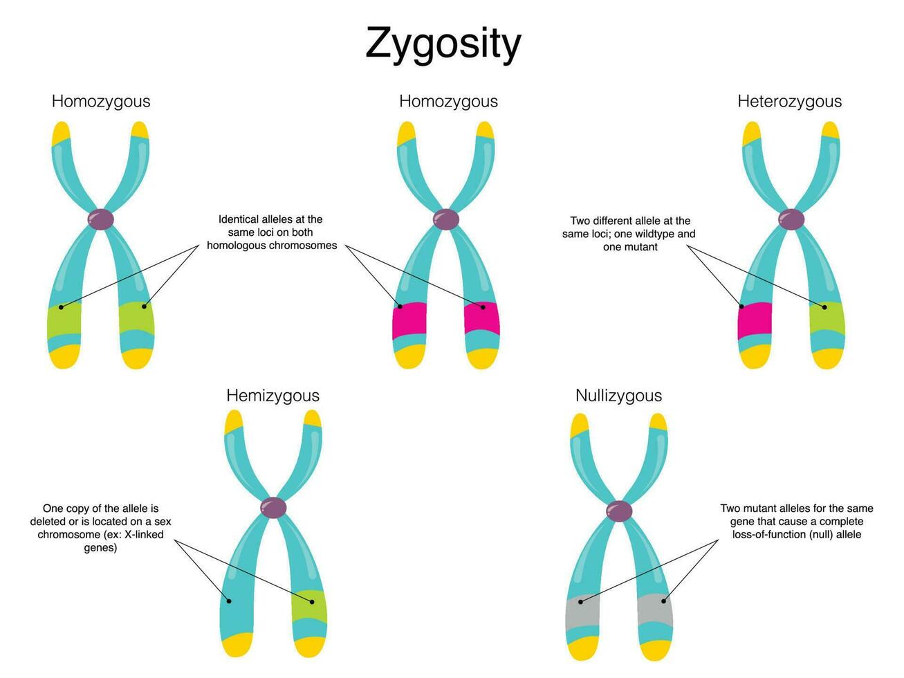 diagrama de zigosidade cromossômica vetor