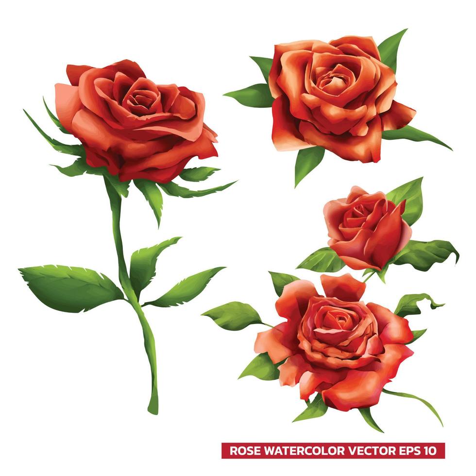 conjunto de ilustração vetorial de estilo aquarela de rosas vermelhas vetor