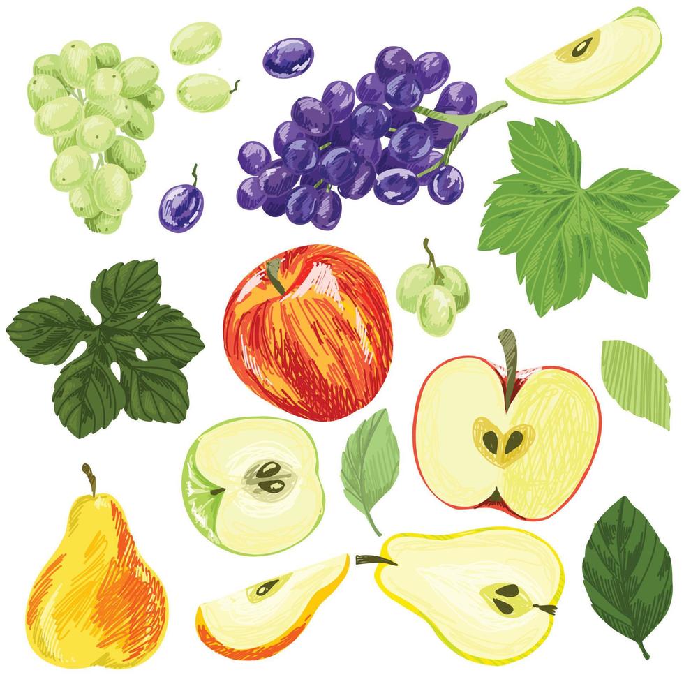 conjunto de frutas de verão, uvas, maçãs e peras vetor
