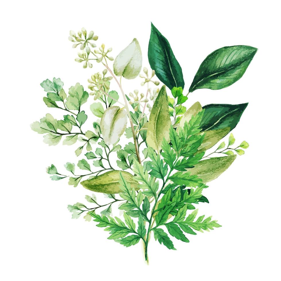 buquê de aquarela de ervas com samambaias e adiantum, ilustração em aquarela vetorial desenhada à mão vetor