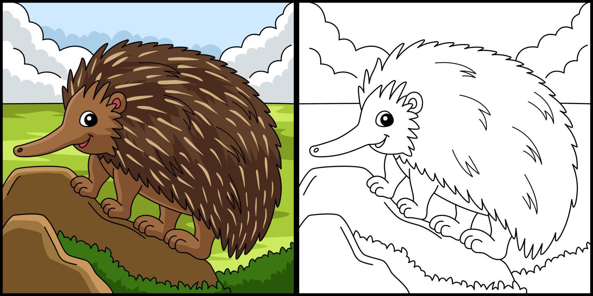 página para colorir animal equidna ilustração colorida vetor
