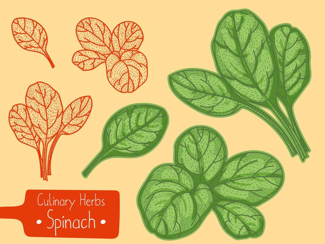 folhas de comida e espinafre erva culinária, ilustração de desenho para desenhar à mão vetor