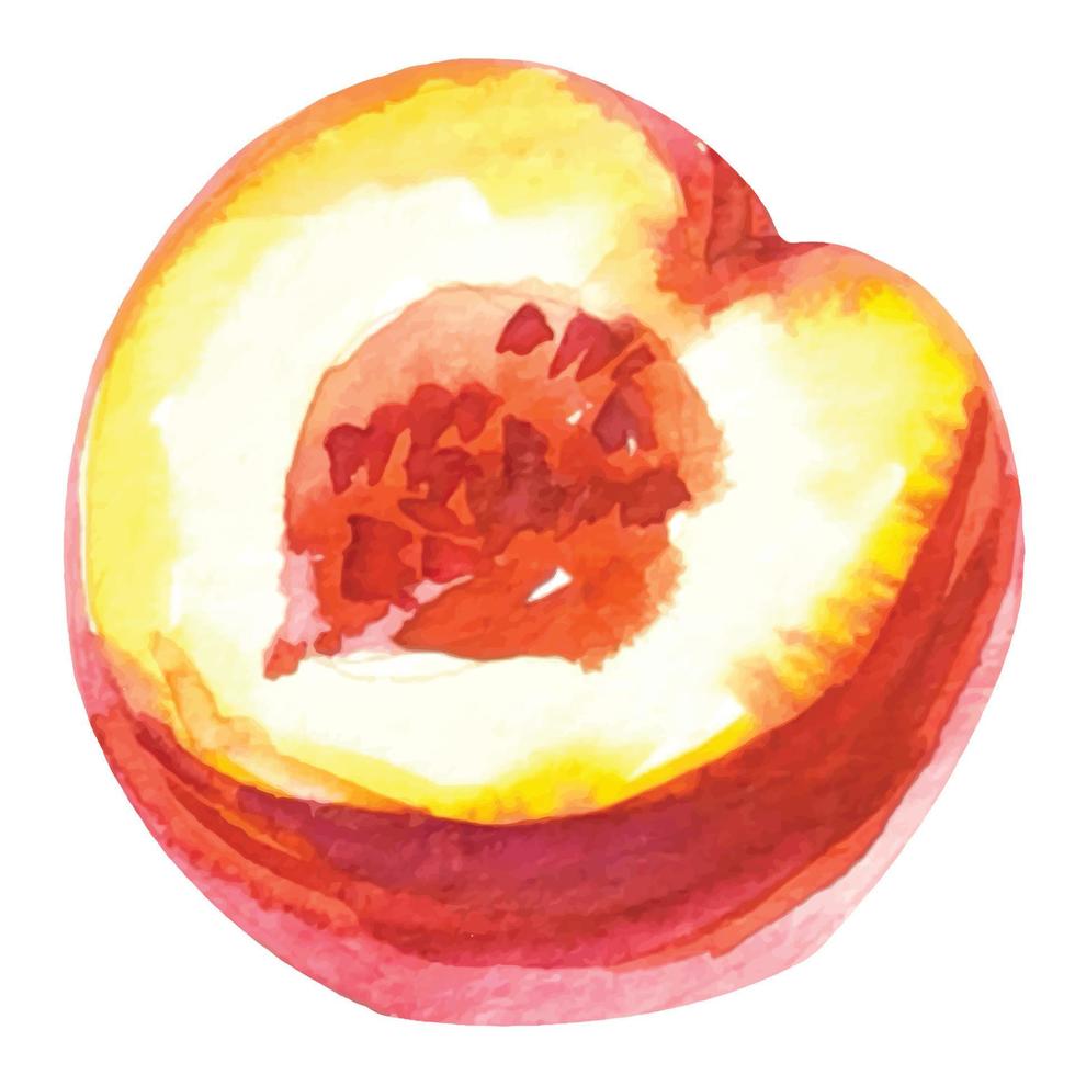 ilustração de aquarela de fruta meio pêssego vetor