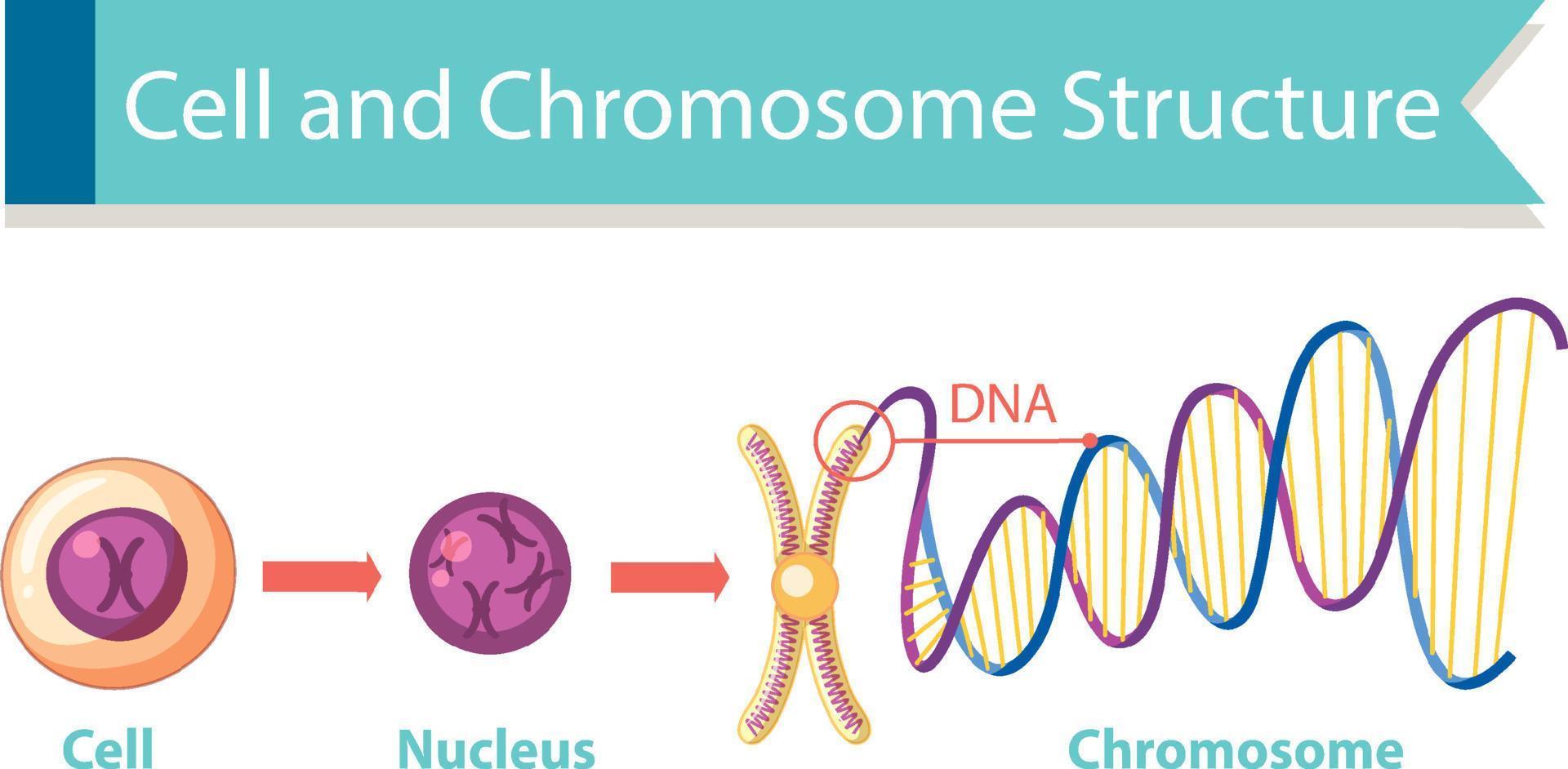 diagrama da estrutura celular e cromossômica vetor