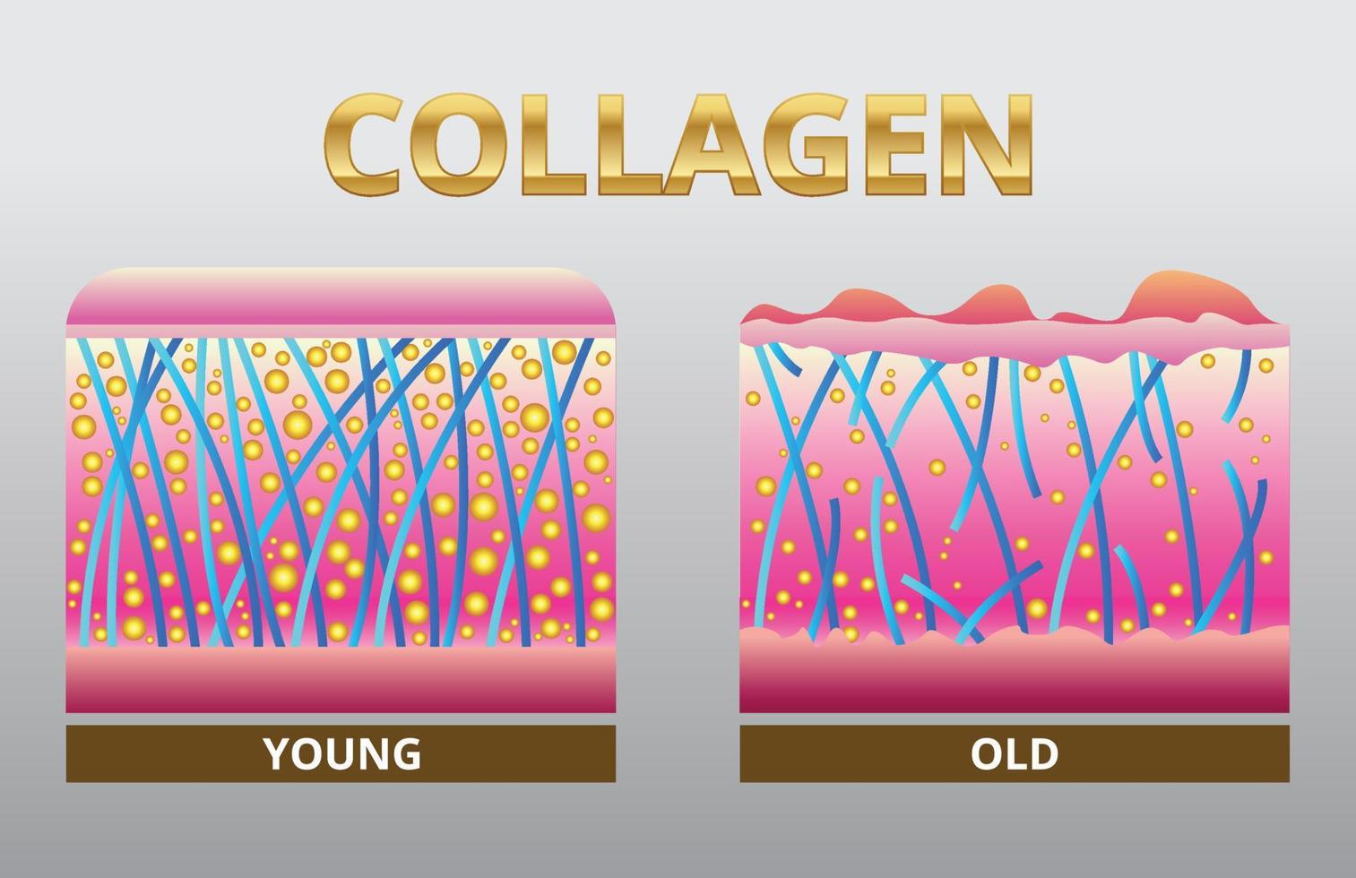 colágeno, vetor de proteção da pele