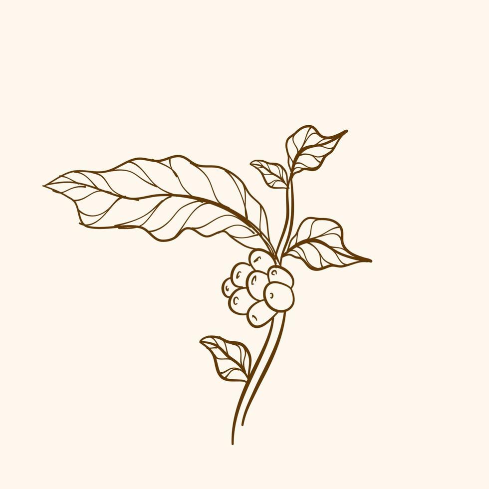 ramo de planta de café com folha. ramo de café desenhado à mão. feijão e planta de café gravados. ramos vintage desenhados à mão com folhas e galho. vetor