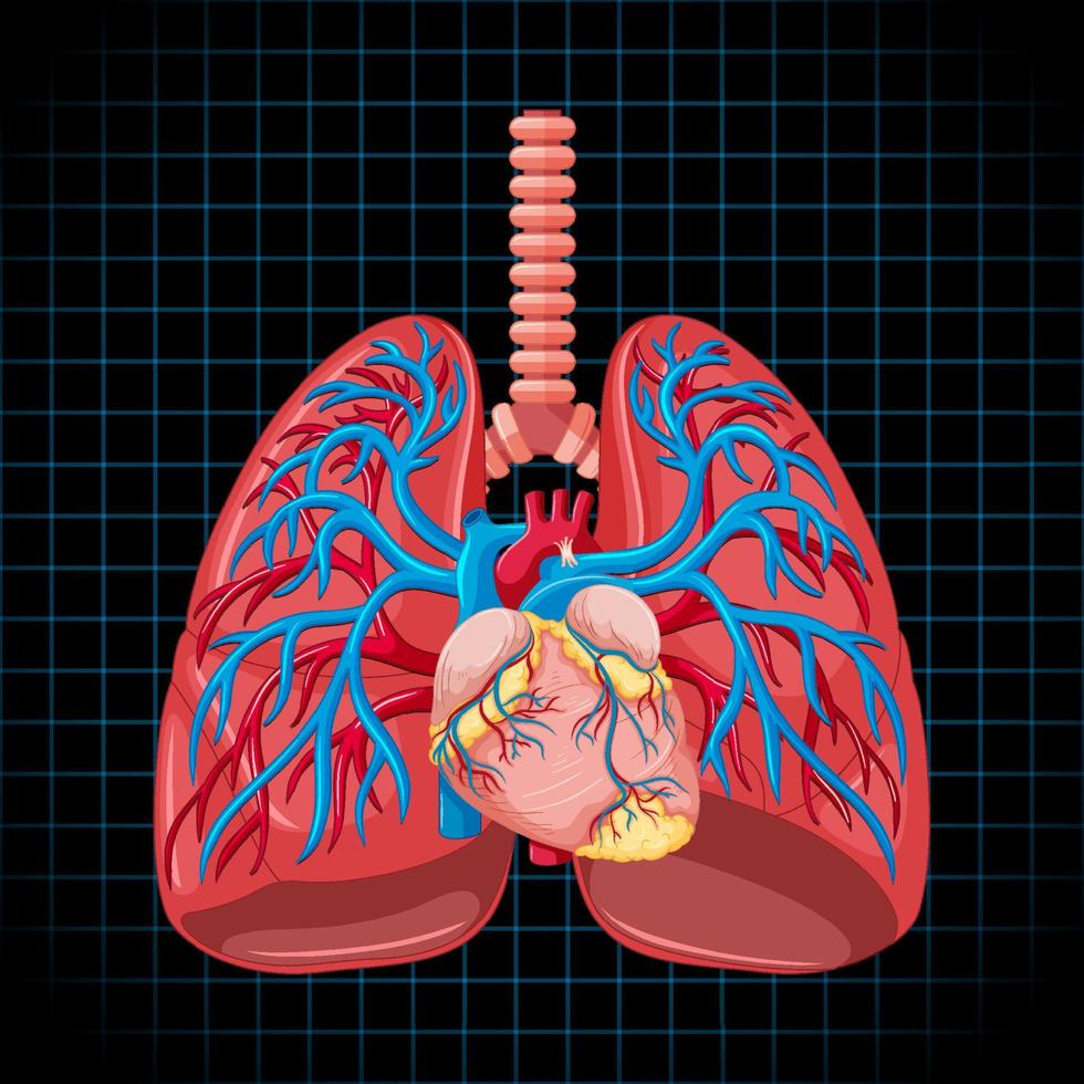 órgão interno humano com pulmões vetor