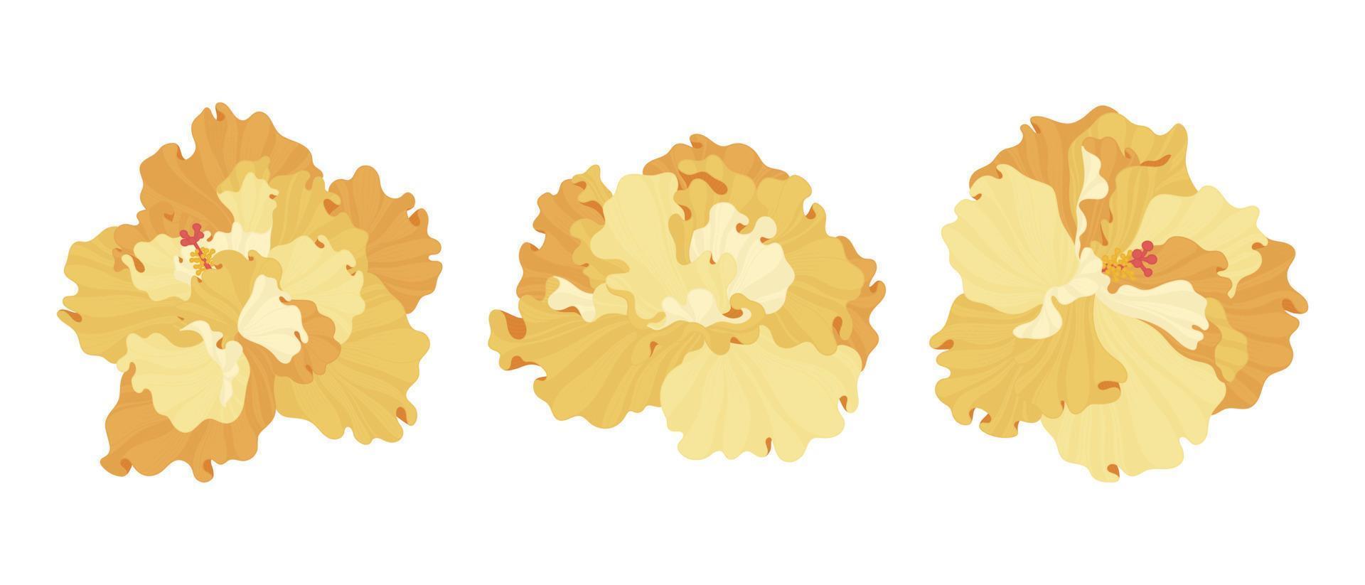 conjunto de ilustração de flores desabrochando de hibisco laranja. vetor