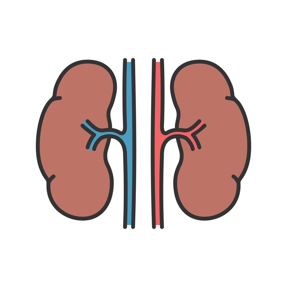 ícone de cor de rins humanos. sistema urinário. ilustração vetorial isolada vetor