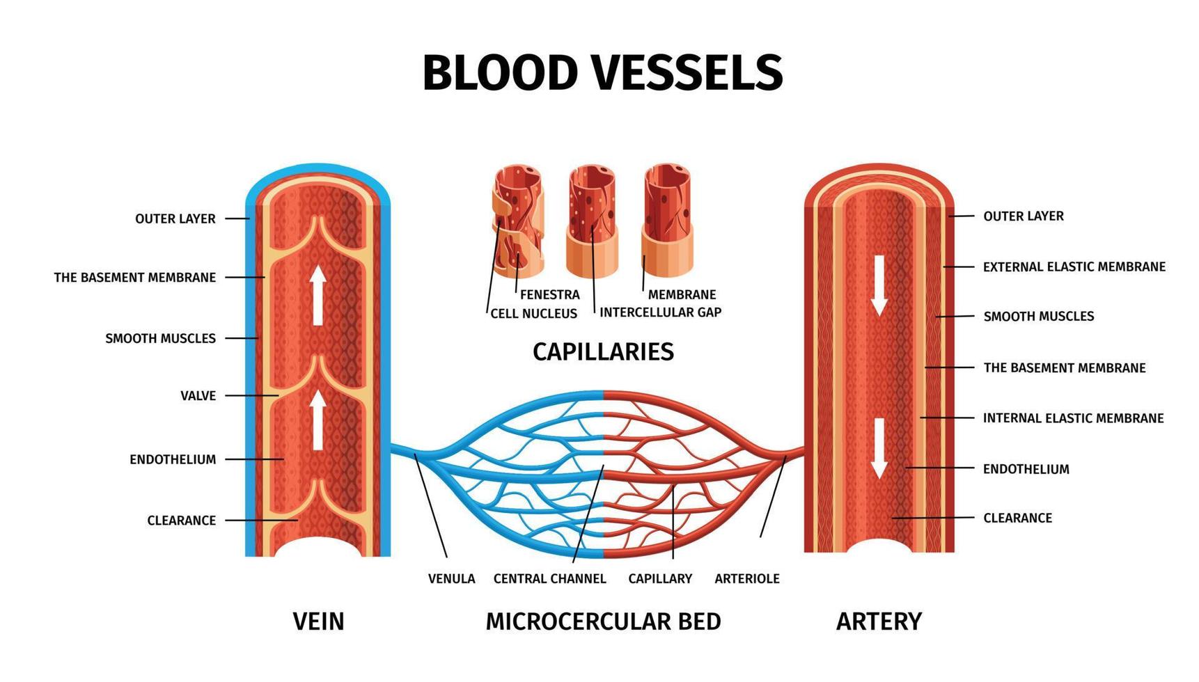 vasos sanguíneos realistas artérias veias infográfico vetor