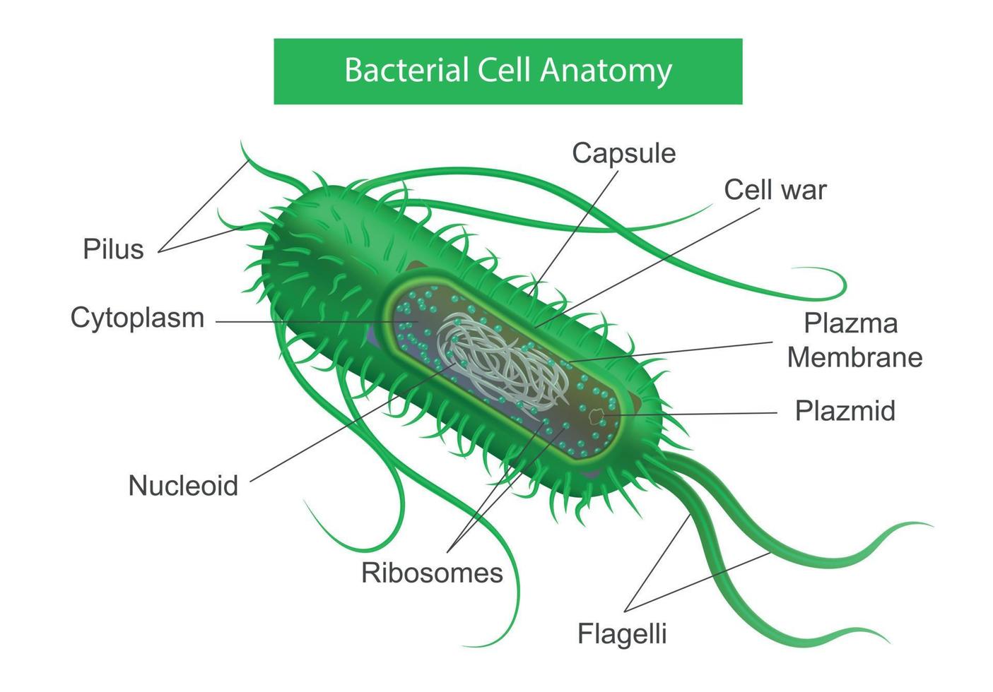 infográficos de anatomia celular bacteriana vetor