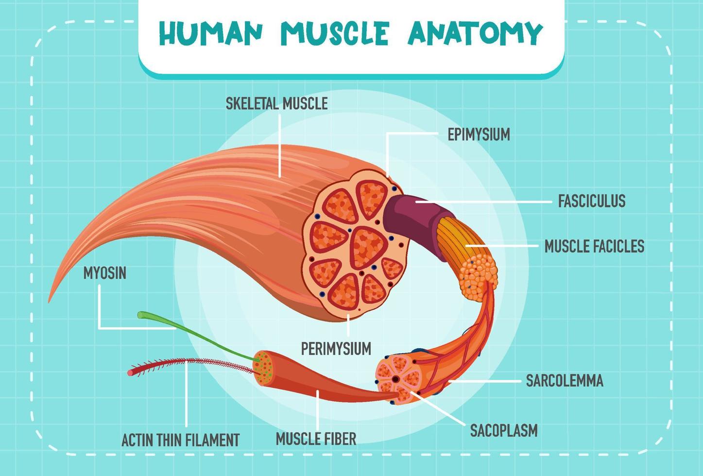 estrutura de anatomia do músculo humano vetor
