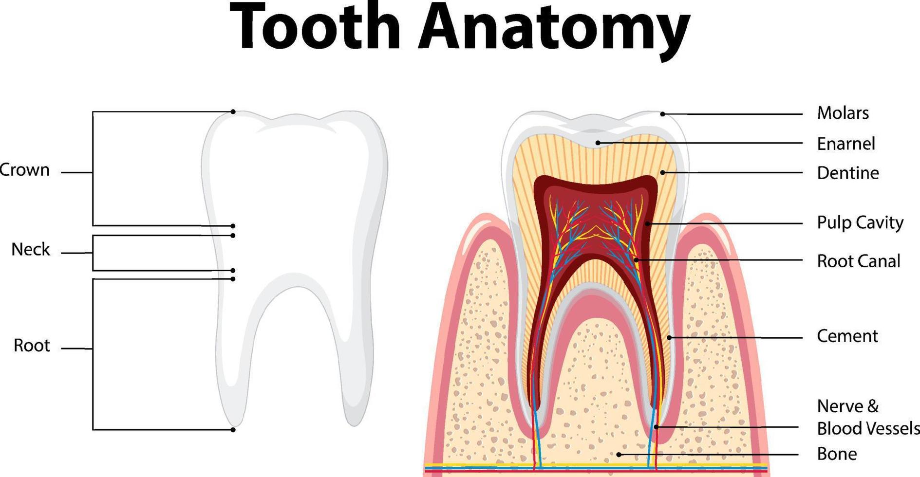 infográfico de humano na anatomia do dente da ciência odontológica vetor