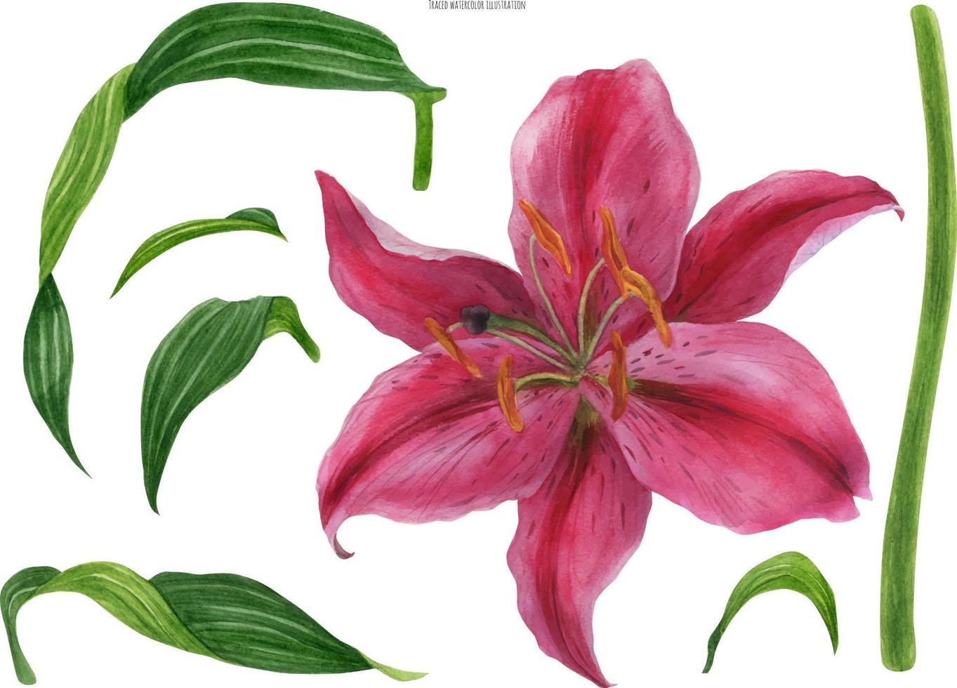 flor e folhas de stargazer de lírio asiático, aquarela rastreada vetor
