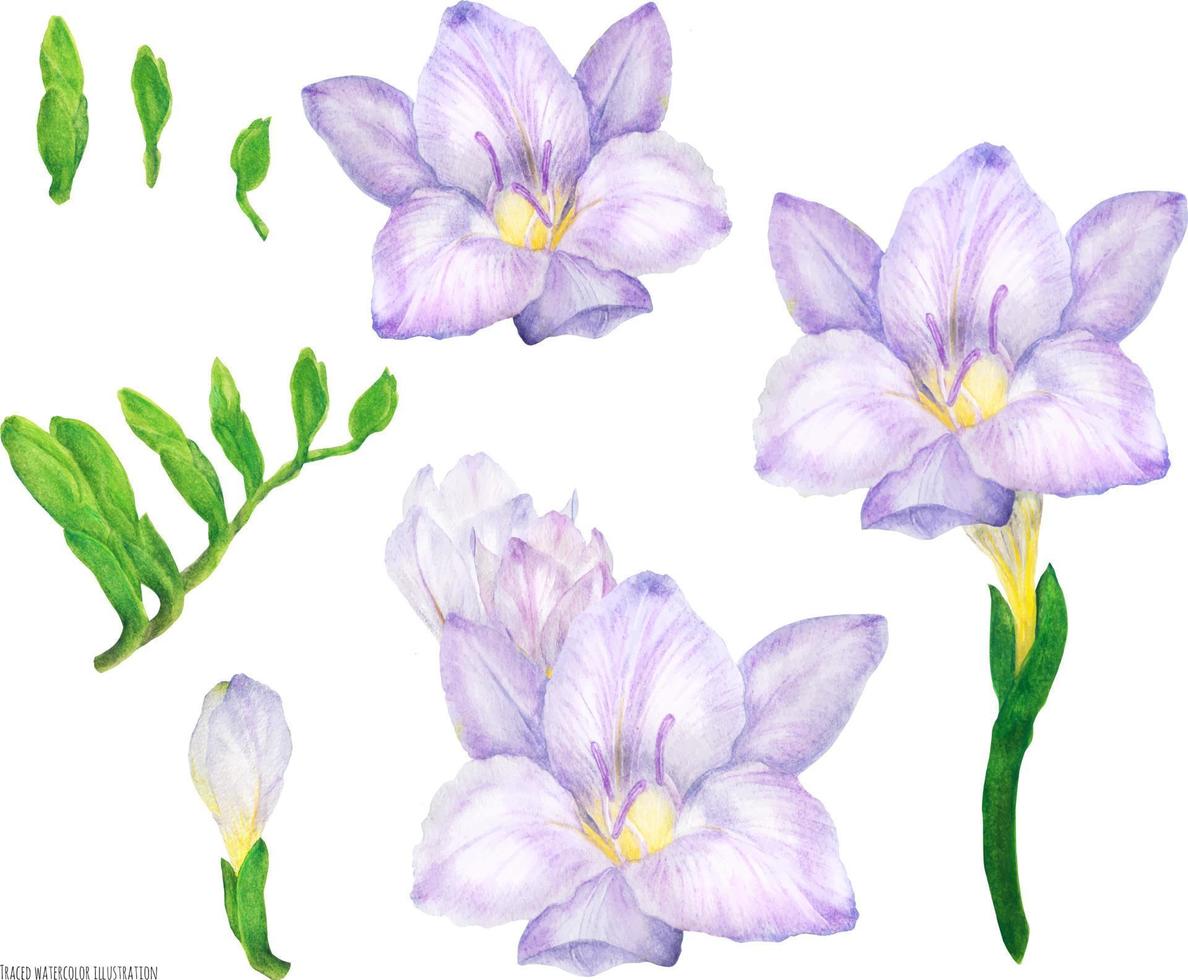 flores e botões lilás de frésia, ilustração em aquarela rastreada vetor