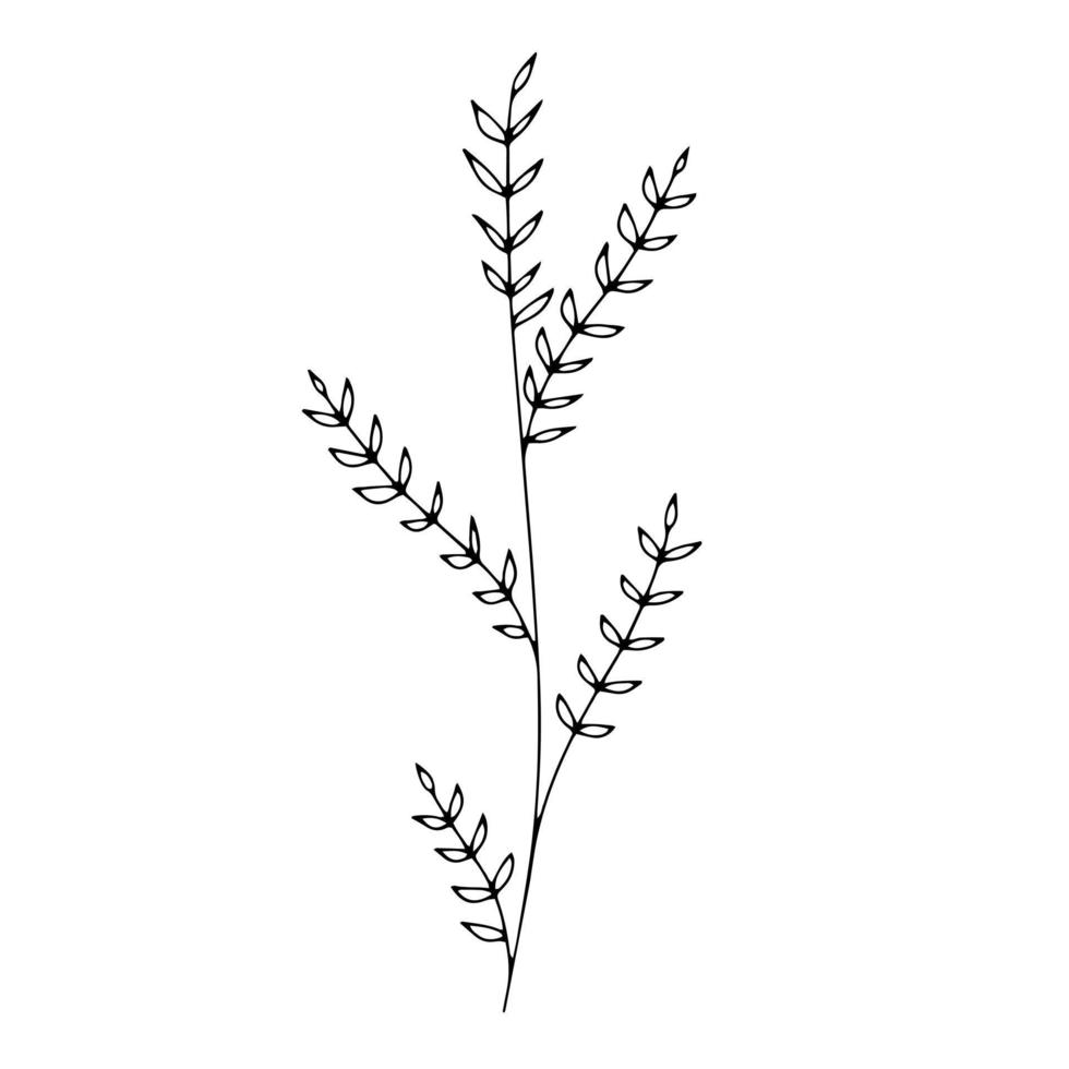 folhas florais de arte de linha botânica, planta. ramo de esboço desenhado de mão isolado no fundo branco. ilustração vetorial vetor