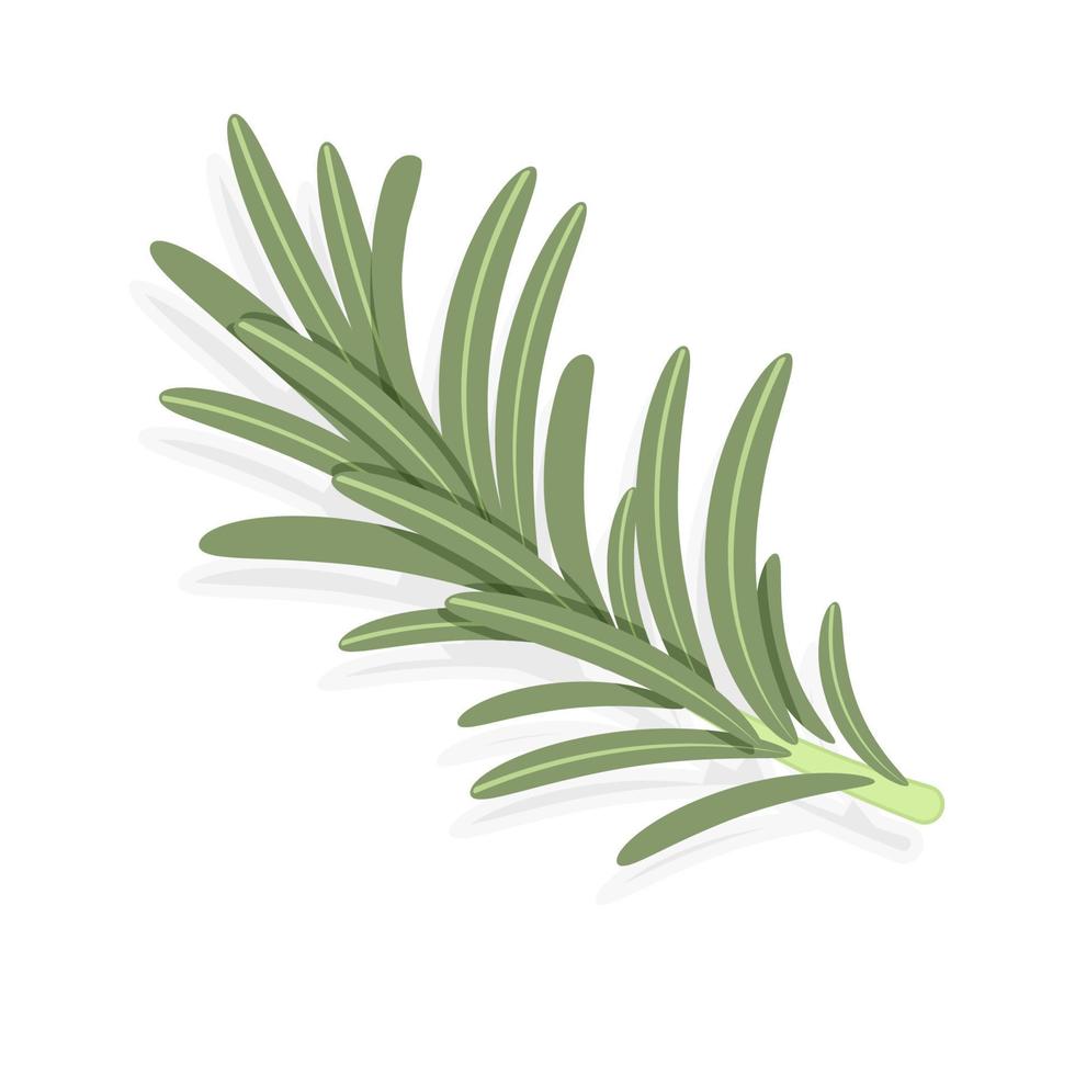 raminho verde de alecrim, planta perfumada de planta medicinal de estilo simples para tempero, ilustração vetorial isolada no fundo branco vetor