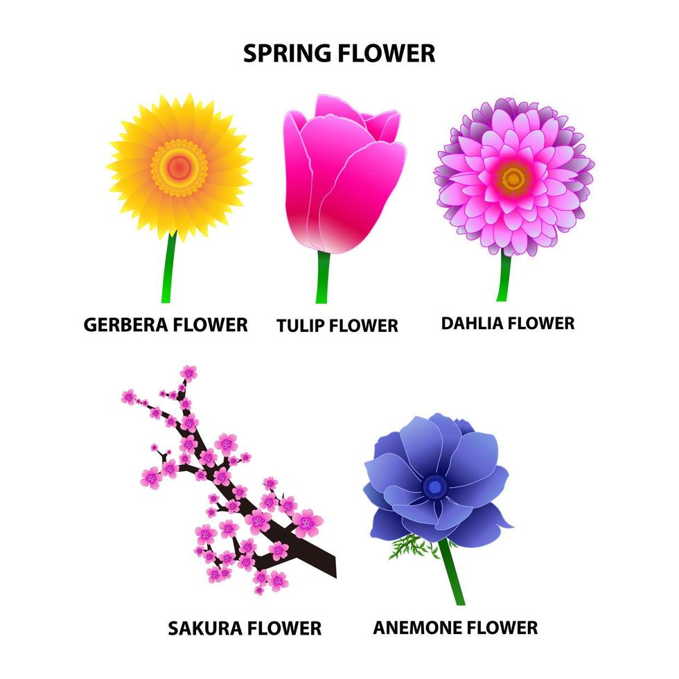 coleção de ilustração de arte vetorial de flores coloridas da primavera vetor