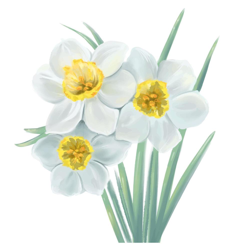 flores desabrochando ilustração vetorial de narciso de flor branca vetor