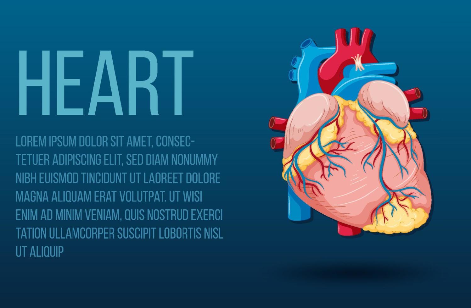 órgão interno humano com coração vetor